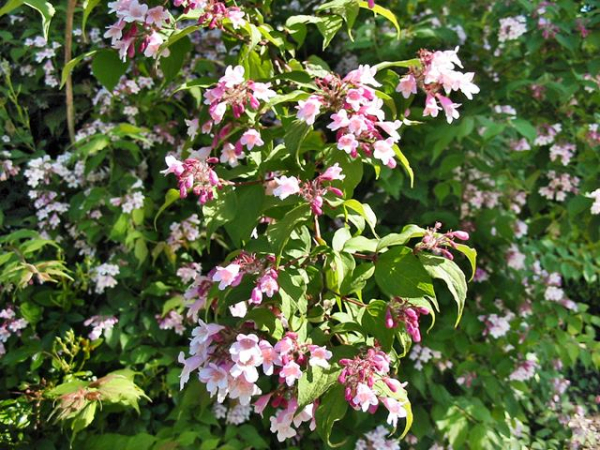 Weigela "Styriaca" - (Weigelie "Styriaca"),